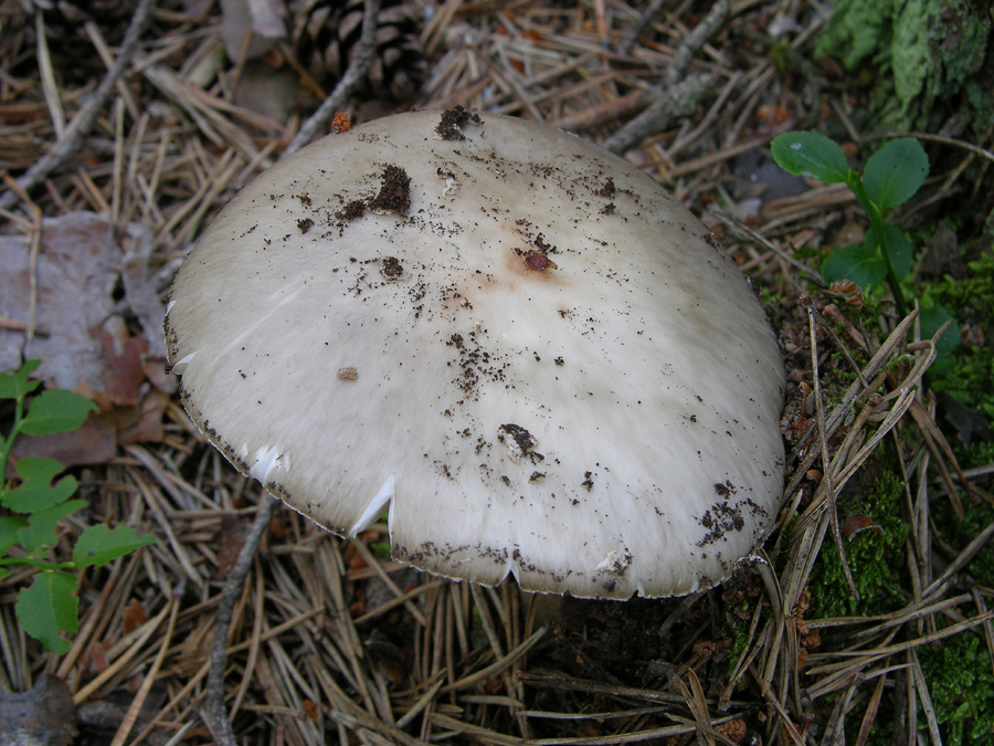 Un paracarro nel bosco......